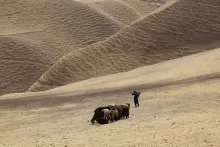 Wolf and Sheep 